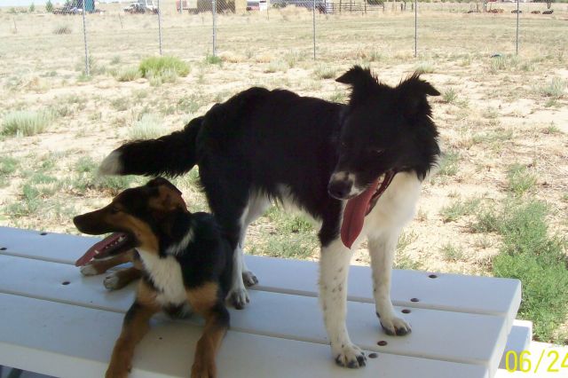 Other Photos of thie Dog