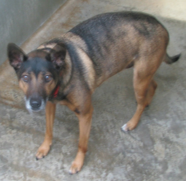 Other Photos of thie Dog