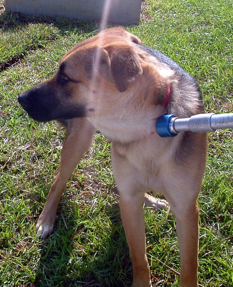 Other Photos of thie Dog