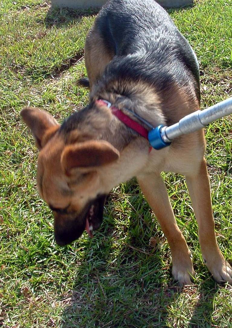 Other Photos of thie Dog