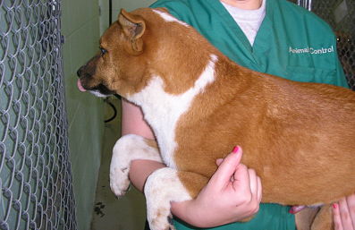 Other Photos of thie Dog