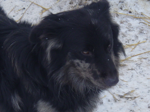 Main Photo of this Dog