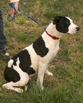 Other Photos of thie Dog