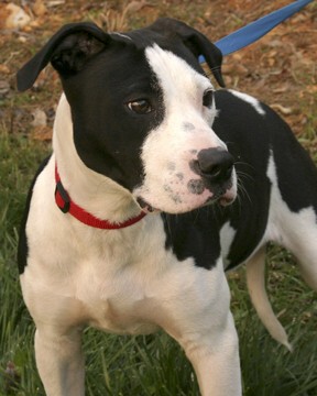 Other Photos of thie Dog