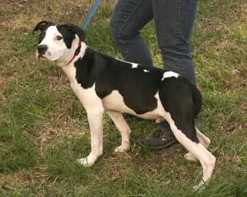 Other Photos of thie Dog