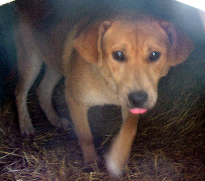 Main Photo of this Dog