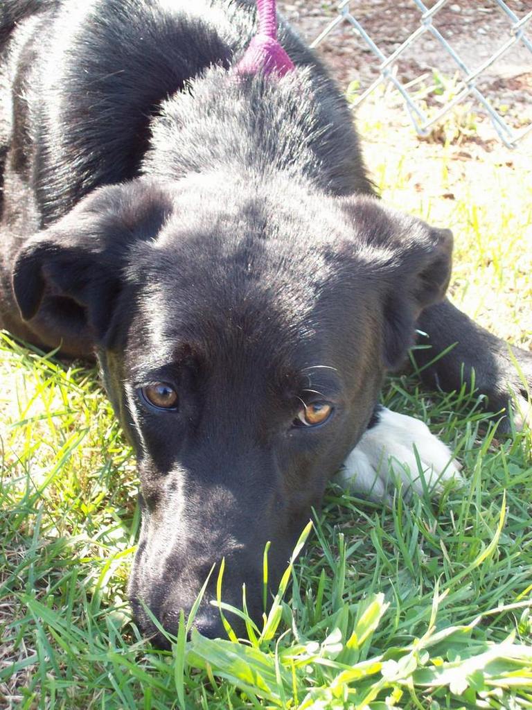 Other Photos of thie Dog