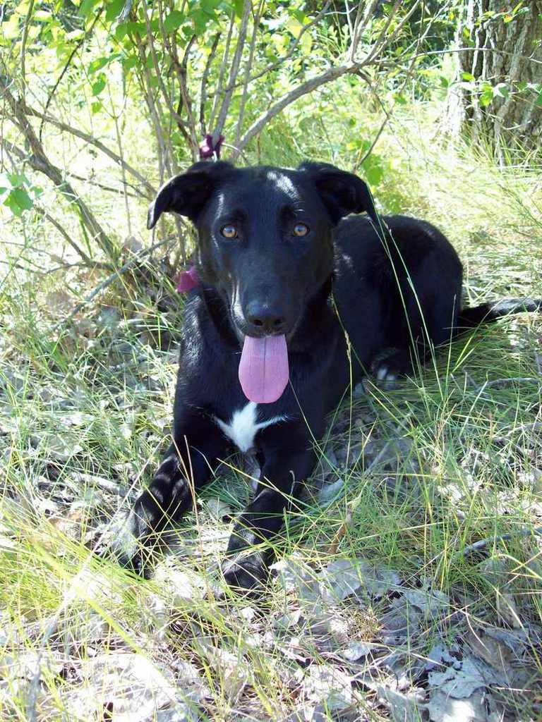 Other Photos of thie Dog