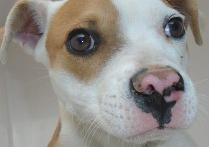 Main Photo of this Dog