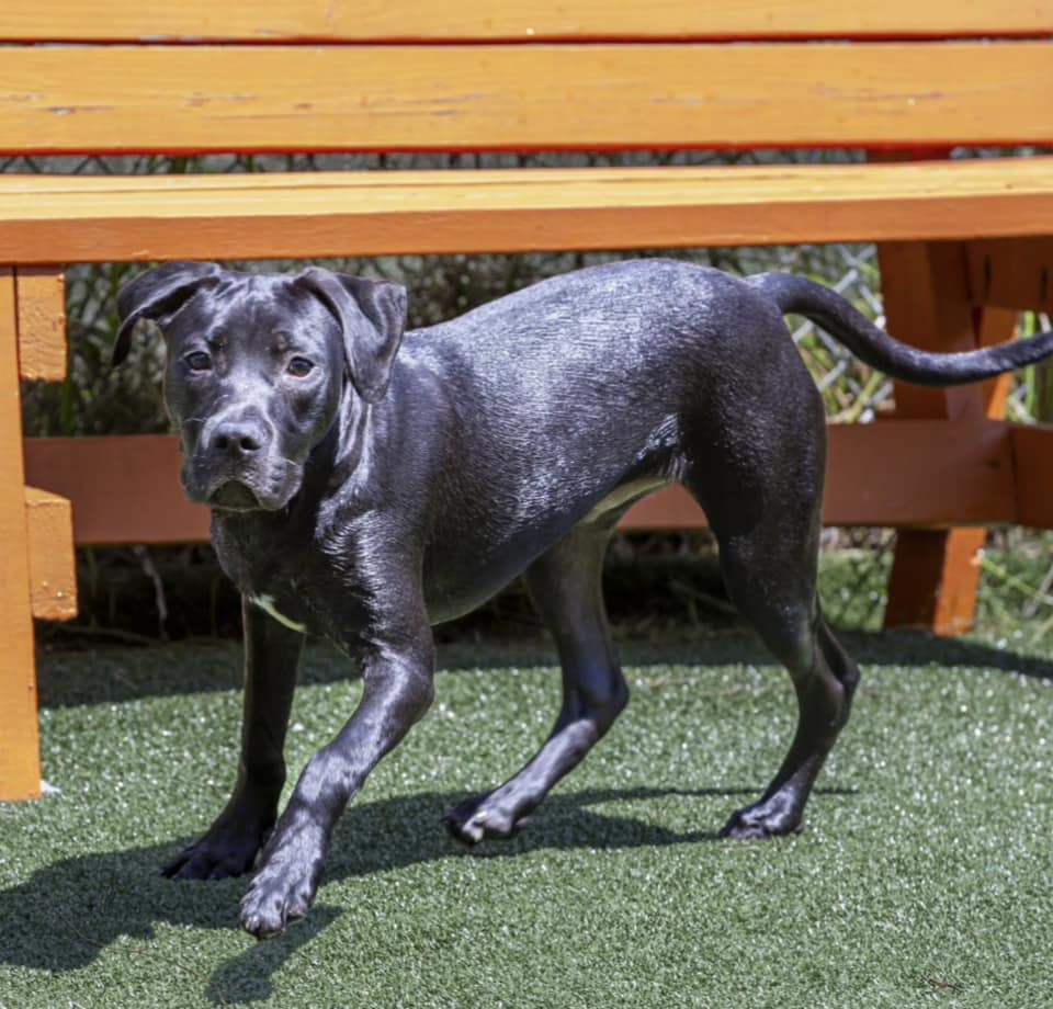 Other Photos of thie Dog