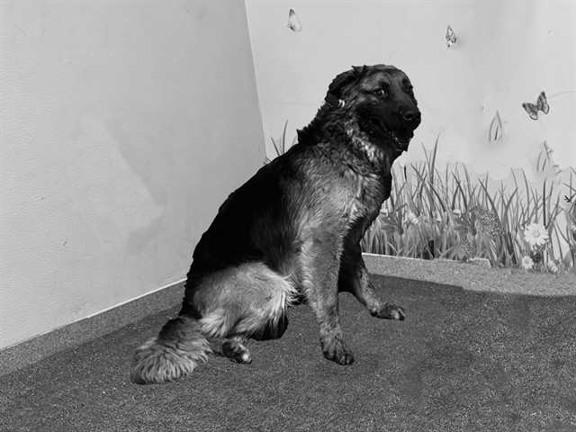 Other Photos of thie Dog