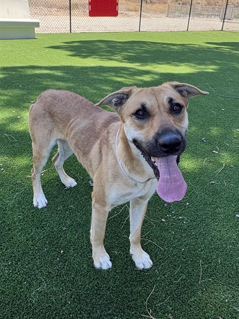 Lottie, a German Shepherd, available for adoption