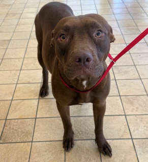 Godiva, a Pit Bull Terrier (mix breed), available for adoption