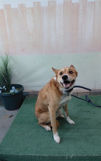 Other Photos of thie Dog