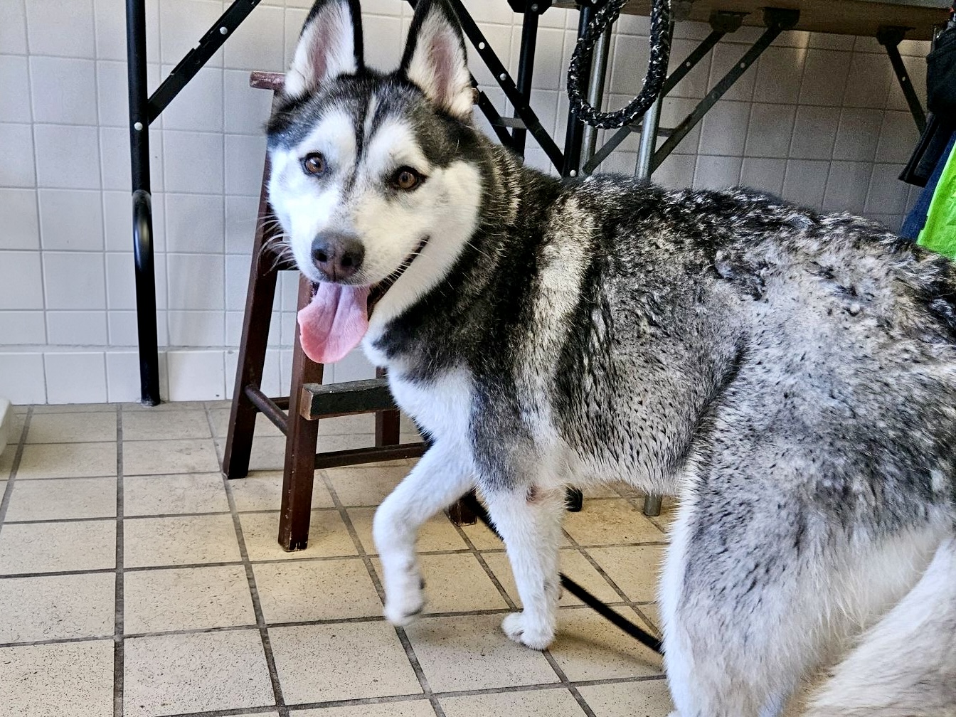 Luna, a Siberian Husky, available for adoption