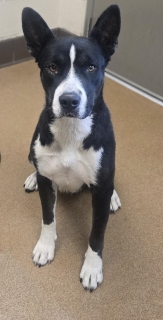 Natalie, a Pit Bull Terrier (mix breed), available for adoption