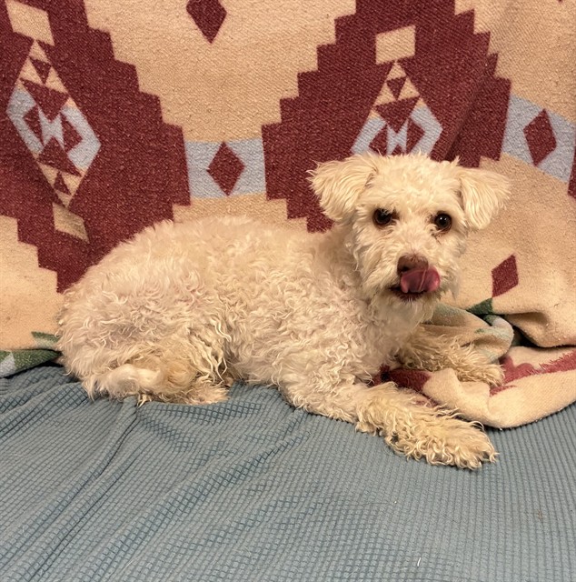 Lola, a Maltese, available for adoption