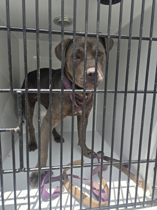 Kowmoomoo, a Terrier, available for adoption