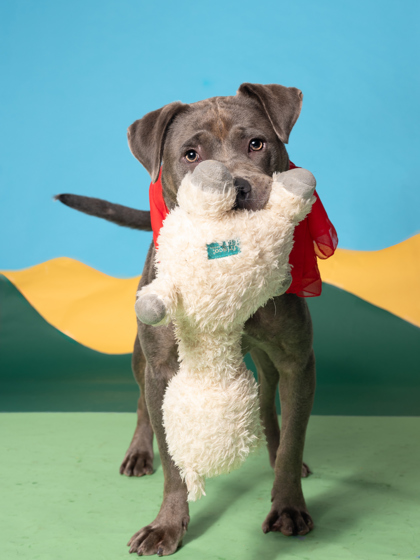 Kowmoomoo, a Terrier, available for adoption