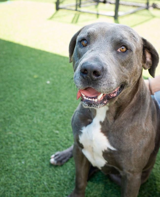 Gremlin, a Pit Bull Terrier, available for adoption