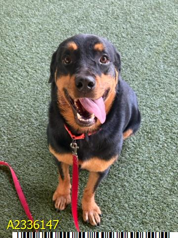 Freya, a Rottweiler, available for adoption