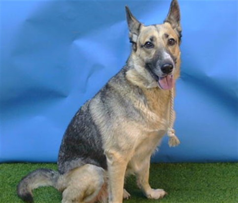 Stella, a German Shepherd, available for adoption