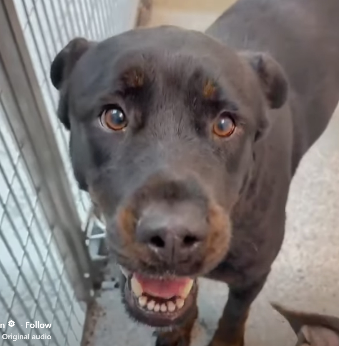 Laika, a Rottweiler, available for adoption