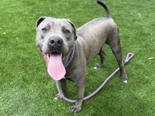 D'Angelo, a Pit Bull Terrier, available for adoption