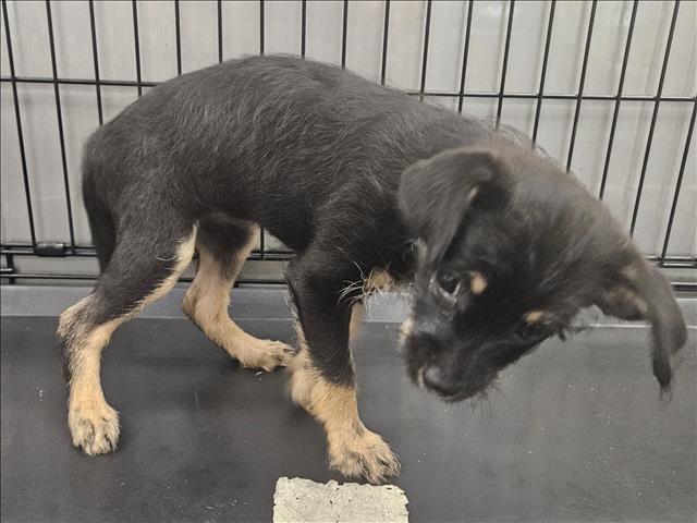 Mags, a Terrier (mix breed), available for adoption