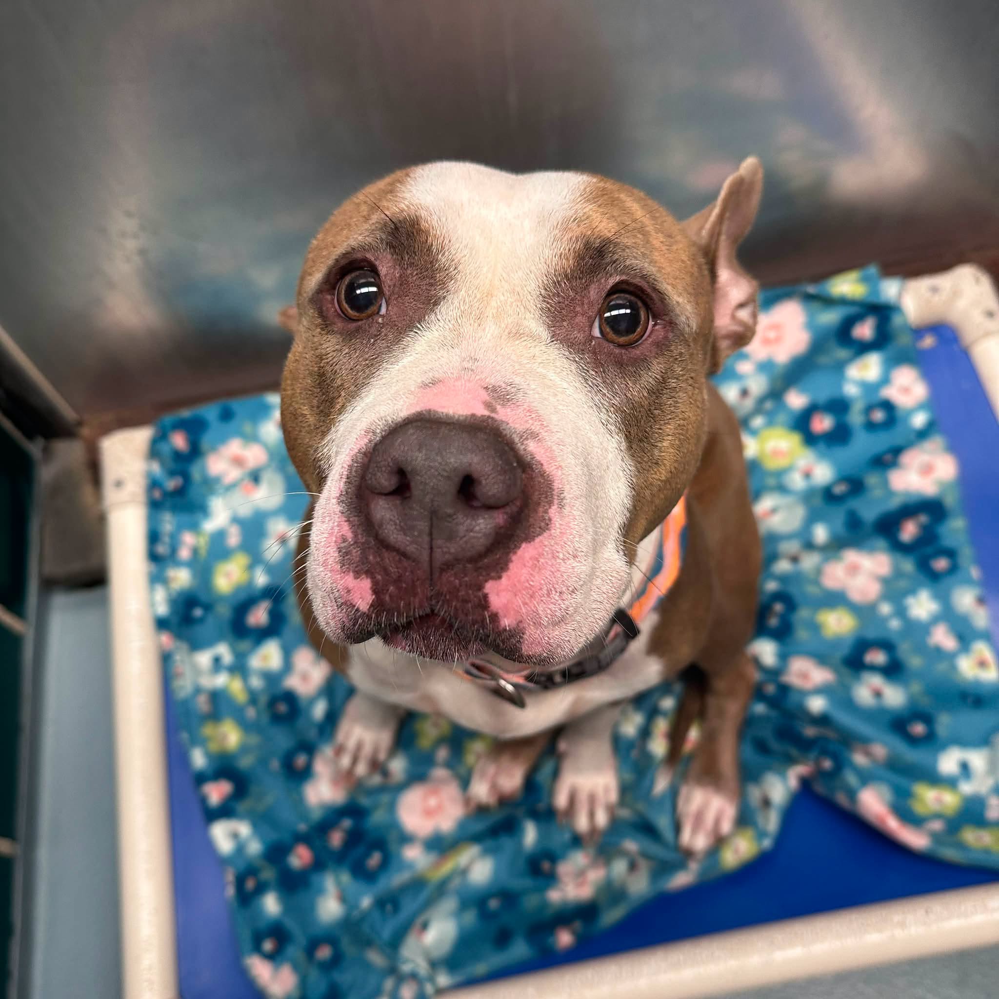 Denver, a American Staffordshire Terrier, available for adoption