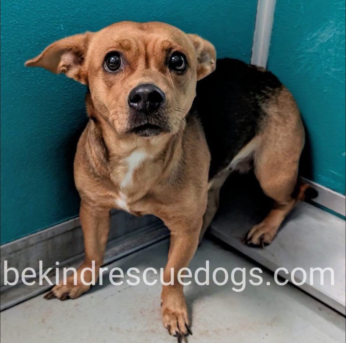 A478810, a Dachshund, available for adoption