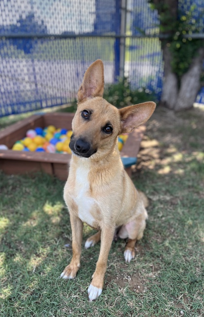 Clara, a Terrier, available for adoption