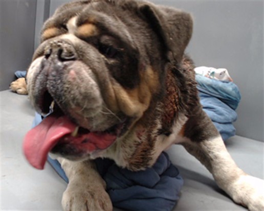 A5794045, a English Bulldog, available for adoption