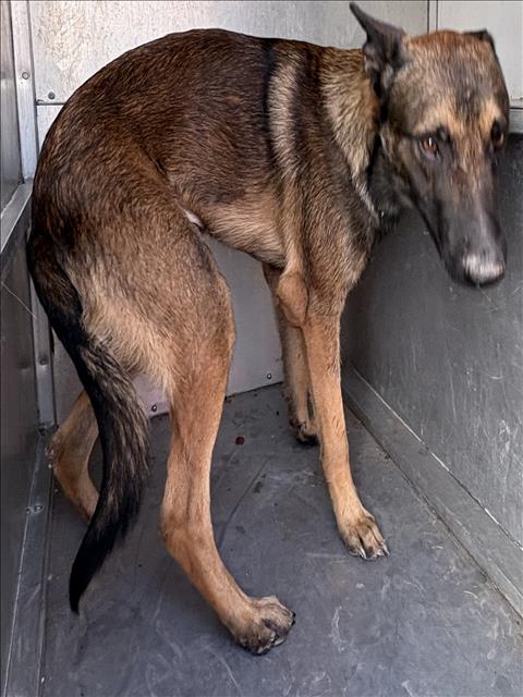 Adoptable pet photo