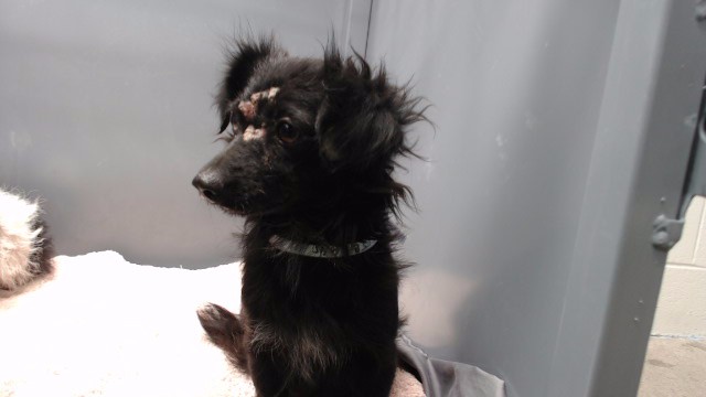 Adoptable pet photo