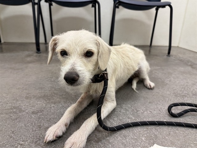 Adoptable pet photo