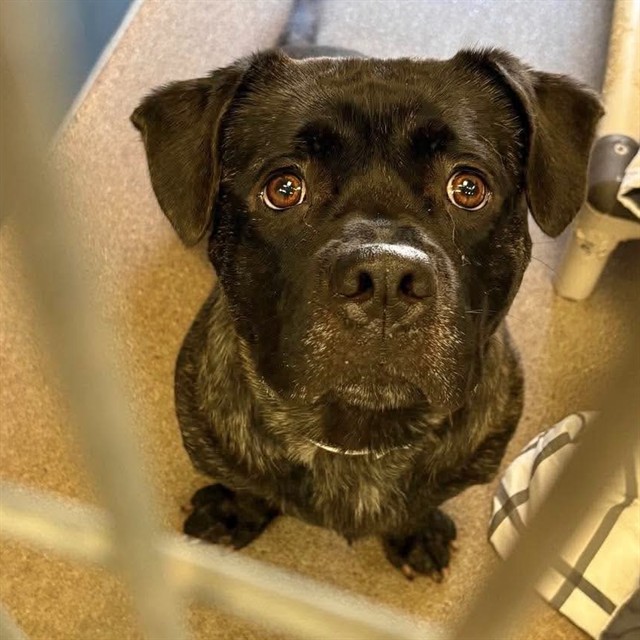 Adoptable pet photo
