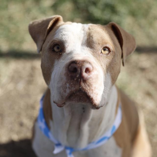 American Staffordshire Terrier (mix breed) available for adoption