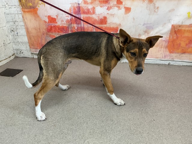 German Shepherd (mix breed) available for adoption