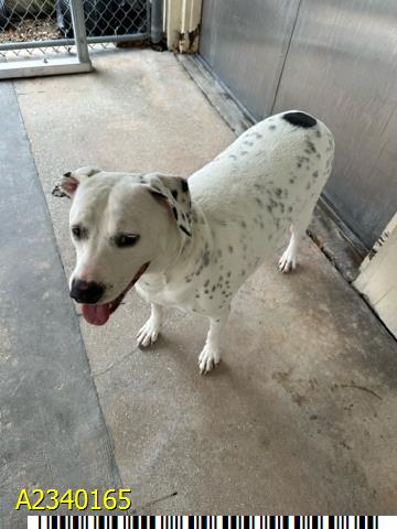 Dottie, a Labrador Retriever (mix breed), available for adoption