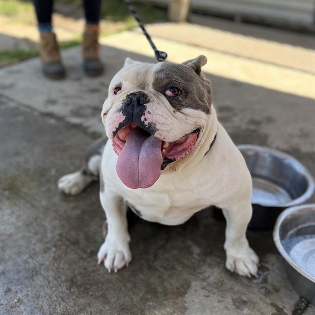 Purdy, a English Bulldog, available for adoption