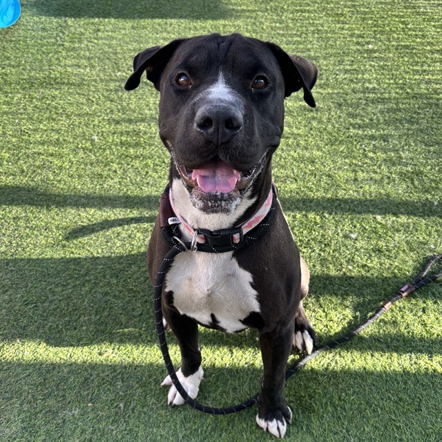 Zane, a Shar Pei (mix breed), available for adoption