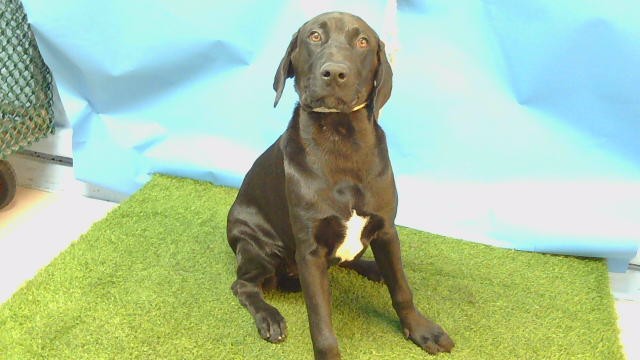 Leila, a Labrador Retriever, available for adoption