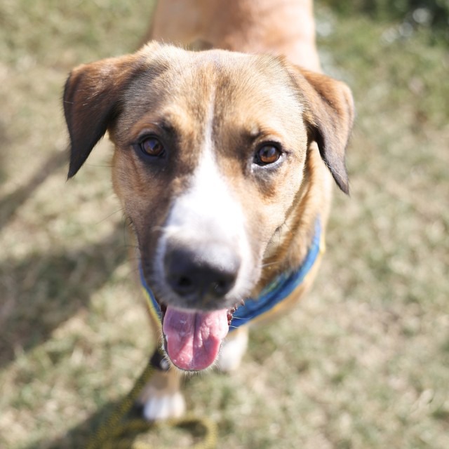 Max, a Shepherd (mix breed), available for adoption