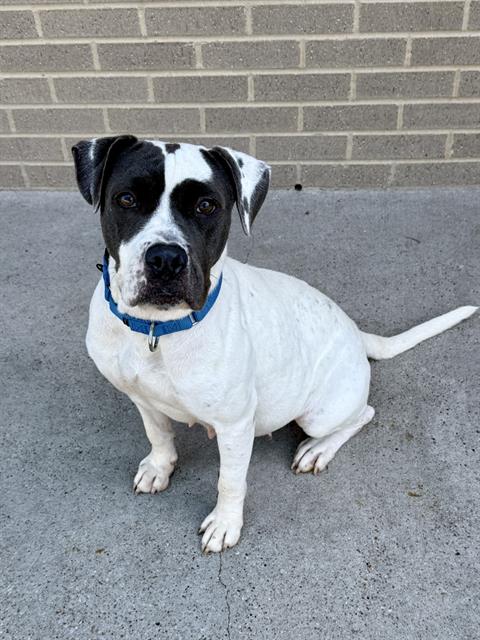 Kitt, a Pit Bull Terrier, available for adoption