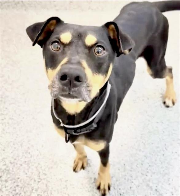 Scotty, a Staffordshire Bull Terrier, available for adoption