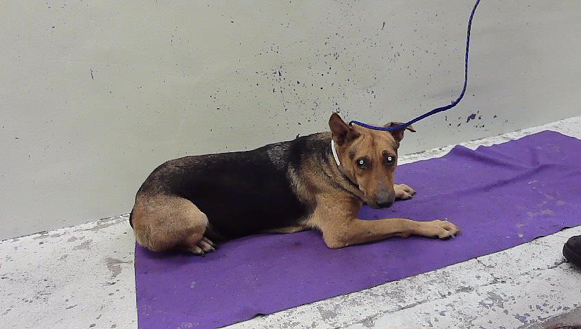 Zucco, a German Shepherd (mix breed), available for adoption