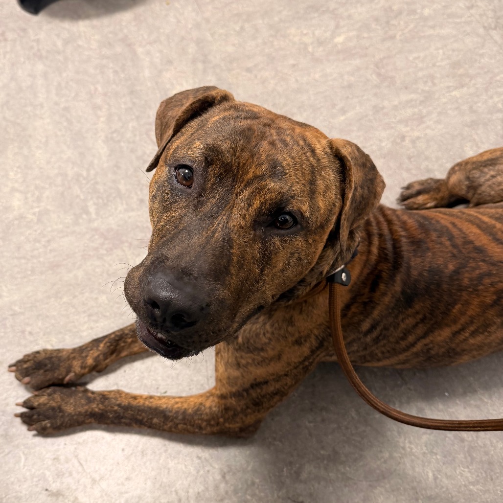 Chalupa, a Pit Bull Terrier (mix breed), available for adoption