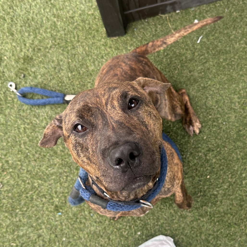 Chalupa, a Pit Bull Terrier (mix breed), available for adoption