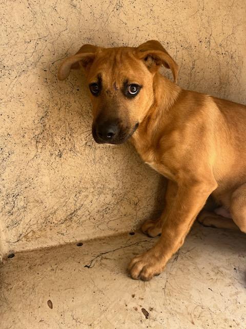 A480278, a Black Mouth Cur (mix breed), available for adoption